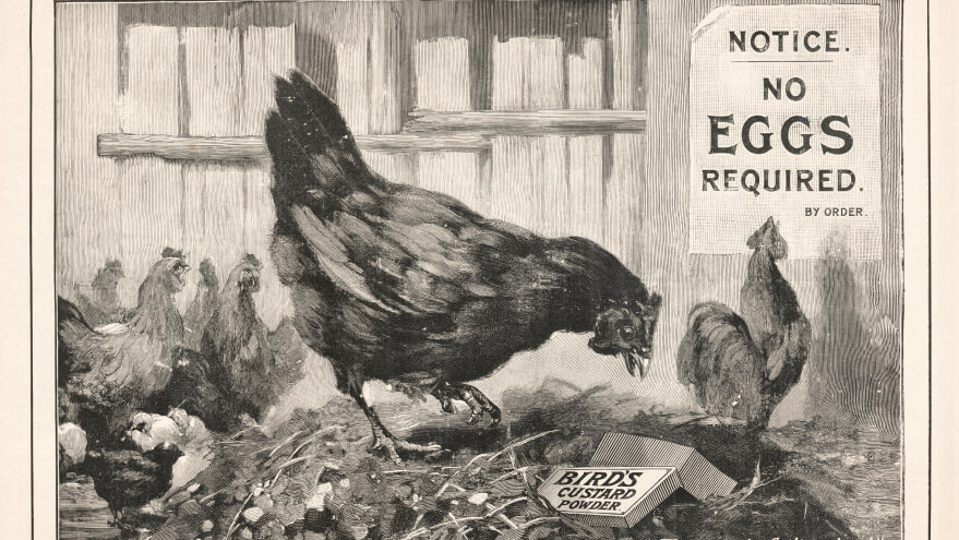 Vintage Birds advert - no eggs required